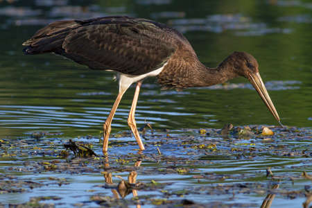blak stork looking for foodの写真素材