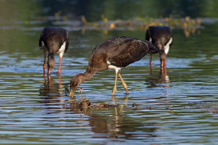 black storks huntingの写真素材