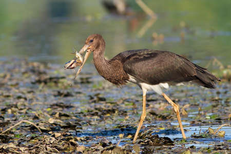 beautiful juvenile black stork with captured pikeの写真素材