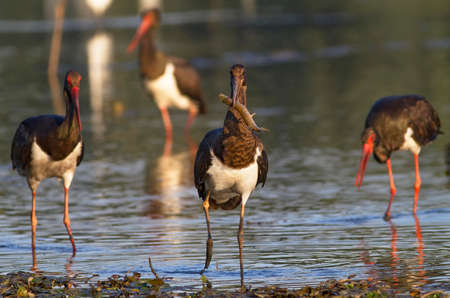 juvenile black stork with captured pikeの写真素材