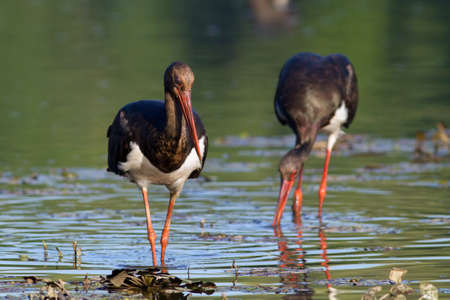 black storks looking for foodの写真素材
