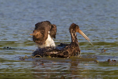 two juvenile black storks bathingの写真素材