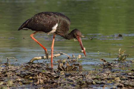 black stork with captured little fishの写真素材