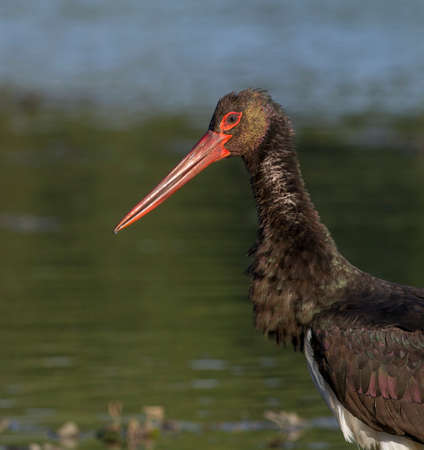 portrait of a black storkの写真素材