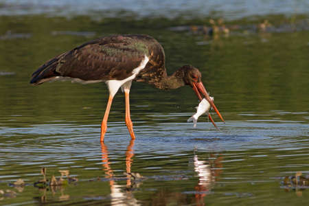 beautiful black stork with captured fishの写真素材