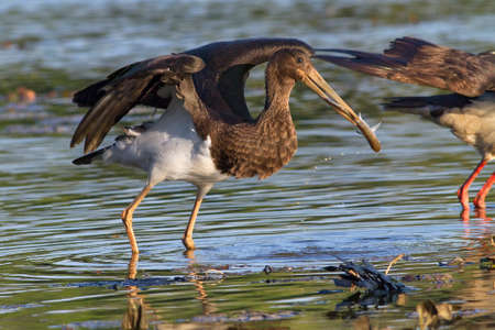 juvenile black stork geting away with captured fishの写真素材