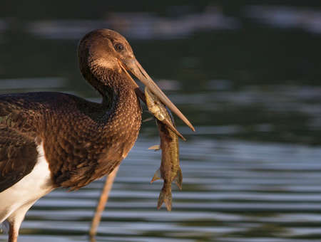 Black stork eating captured pike fishの写真素材
