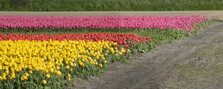 Cultivation of tulip bulbs for export worldwideの写真素材