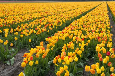 Cultivation of tulip bulbs for export worldwideの写真素材