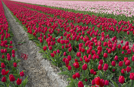 Cultivation of tulip bulbs for export worldwideの写真素材