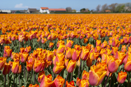 Tulip culture Hollandの写真素材