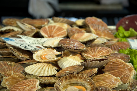Scallops Fish Marketの写真素材