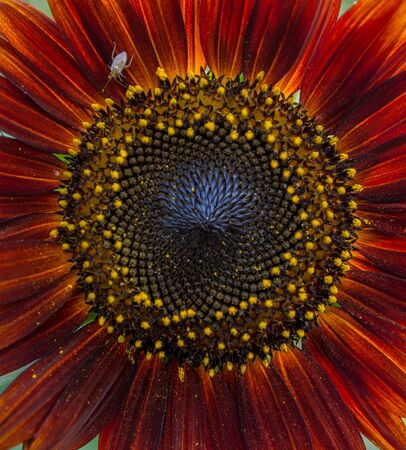 Red sunflowerの写真素材