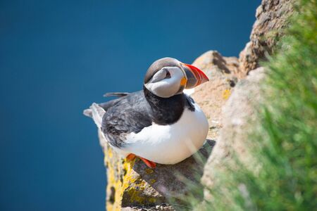 Puffin, Latrabjarg Cliffの写真素材