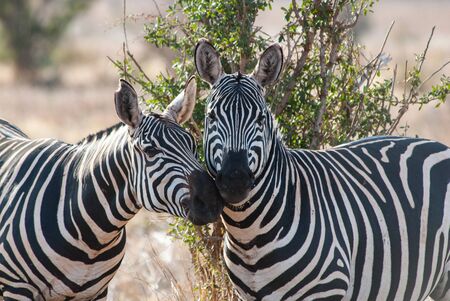 Zebras in Tsavo East National Parkの写真素材