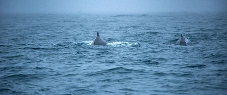Whale watching, Husavik, Icelandの写真素材