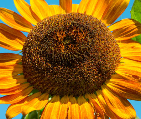 Sunflowerの写真素材