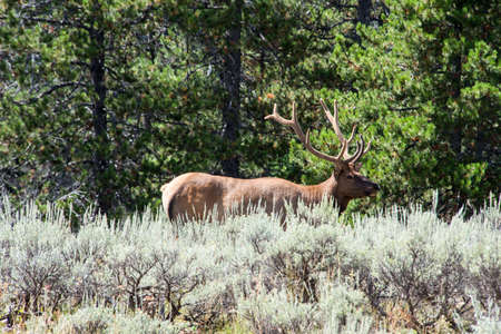 Elk in Grand Teton National Parkの写真素材