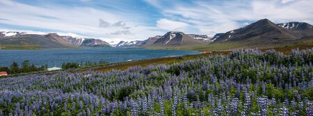 Pingeyri fjord,  Westfjords, Icelandの写真素材
