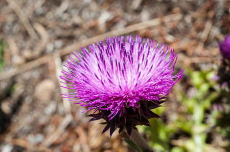 Thistle flowerの写真素材