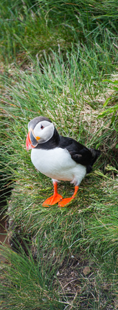 Puffin in Latrabjarg Cliff, Westfjords, Icelandの写真素材