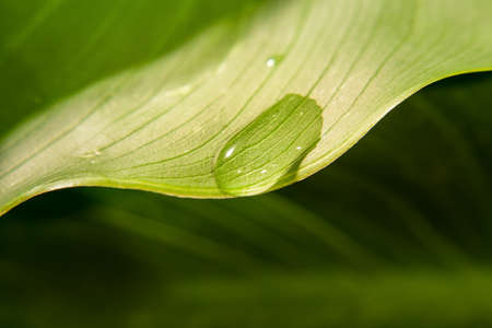 Leaf with water drop
