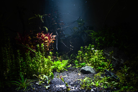 aquariumの写真素材