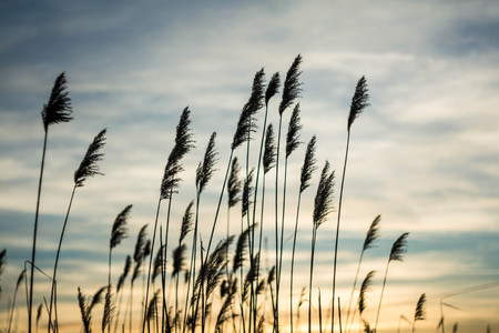 reedsの写真素材