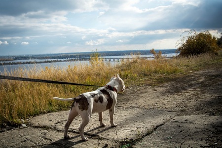 Fighting dogs, Staffordshire Terriers frolic on the slopes of the beautiful riverの写真素材