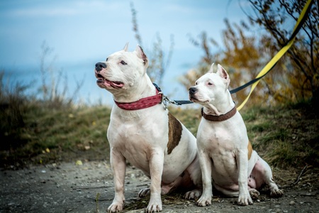 fighting dog