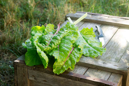 Fresh Organic Sweet Chardの写真素材