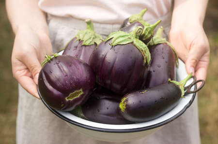 Aubergines in a bowl. A woman is holding a bowl of eggplants in her hands. Selective focus.の写真素材