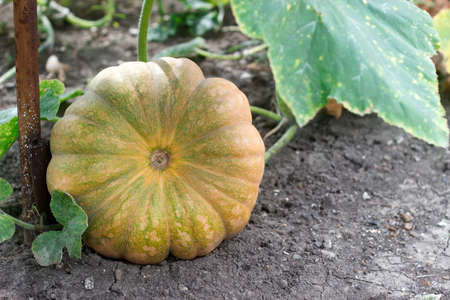 Pumpkins growing in the garden. Selecriv focus.の写真素材