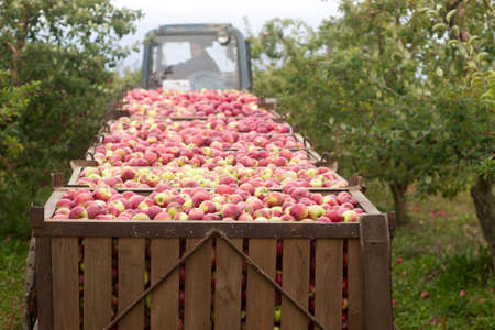 Harvesting of apples in the orchard. Containers with apples. Rustic style, selective focus.の写真素材