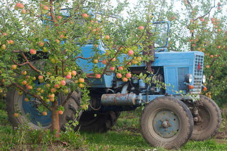 Harvesting of apples in the orchard. Trees with ripe apples and a tractor. Rustic style, selective focus.の写真素材
