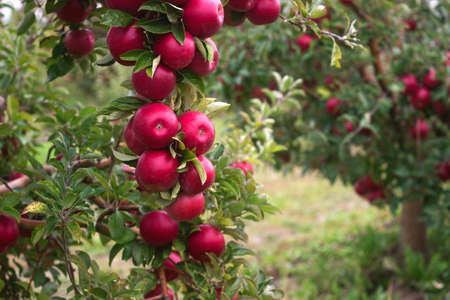 Ripe apples on the branches of a tree in the garden. Selective focus.