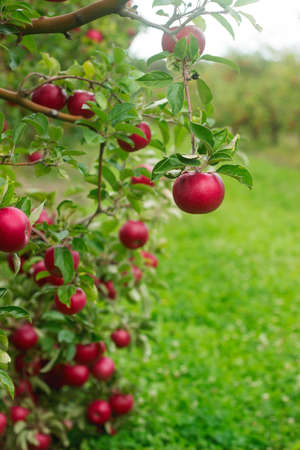 Ripe apples on the branches of a tree in the garden. Selective focus.の写真素材