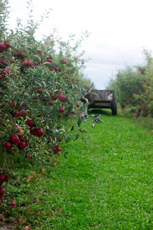 Apple garden and harvesting in the garden. Selective focus.の写真素材