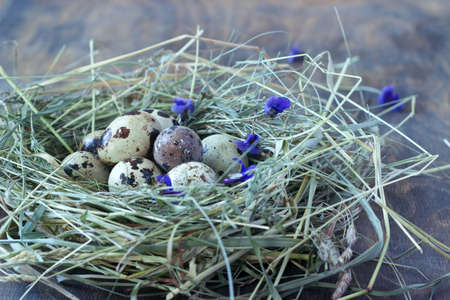 Quail eggs in the nest. Rustic style, selective focus.