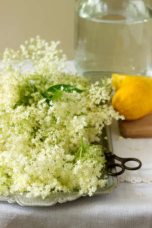 Elder flowers, water, lemon and sugar, ingredients for making elder syrup. Rustic style.の写真素材