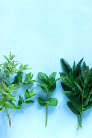 Sprigs of fresh mint of different varieties on a blue background. Selective focus.