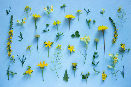 Composition from various wildflowers on a light blue background. Selective focus.