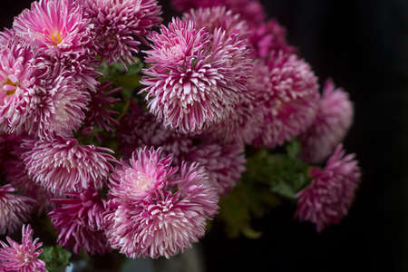 Autumn bouquet of lilac chrysanthemums on a dark background. Selective focus.