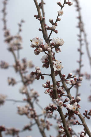 Branches of apricot with flowers and buds against the blue sky.