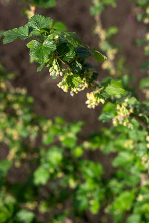 Flowering black currant bush on a sunny day.