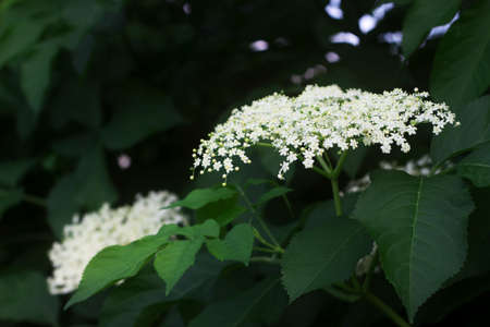 Branches of flowering elder in spring or summer. Moldova, june 2019, selective focus.の写真素材
