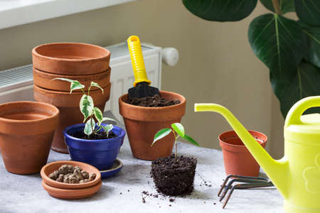 Transplanting ficus benjamin into large pots. Tools and plants on the background of the room....