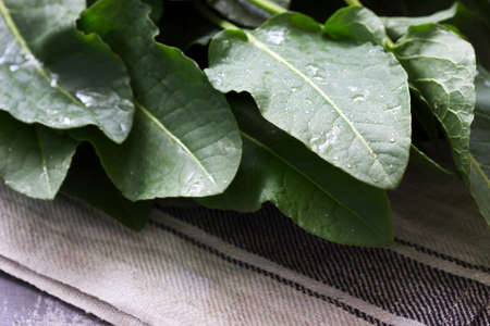 Wet large leaves and stalks of rumex. Selective focus.