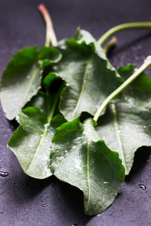 Wet large leaves and stalks of rumex. Selective focus.の写真素材