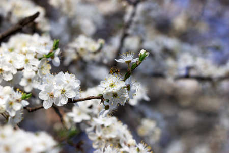 Cherry plum branches with white flowers and young leaves, spring concept. Selective focus.